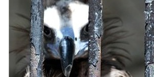 Black vulture in a cage